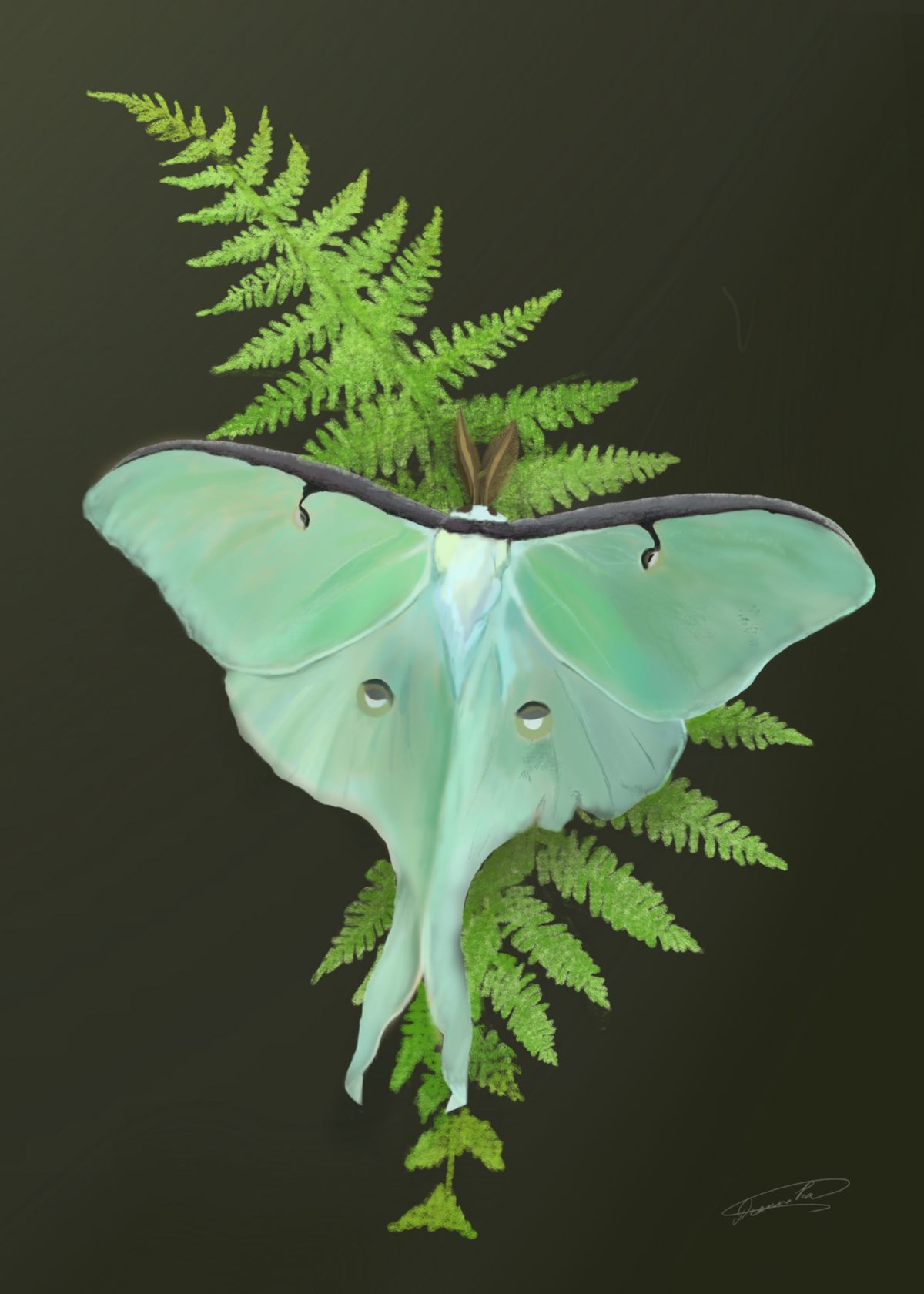 Luna Moth Oil Painting Print