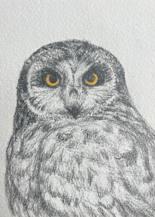 Piercing Eyes Boreal Owl Graphite Pencil Print