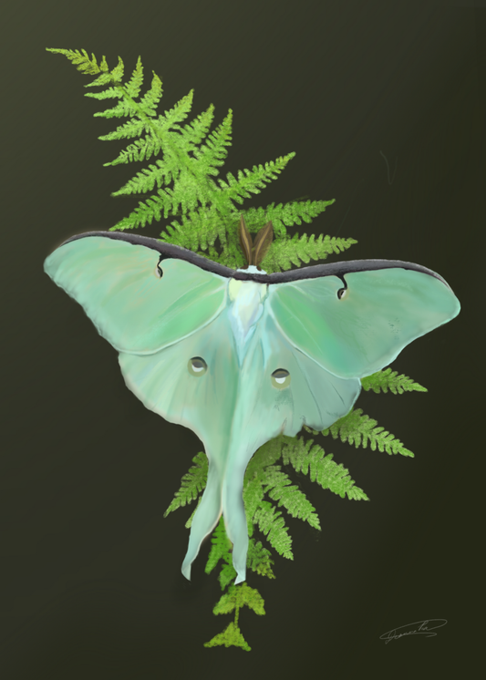 Luna Moth Oil Painting Print