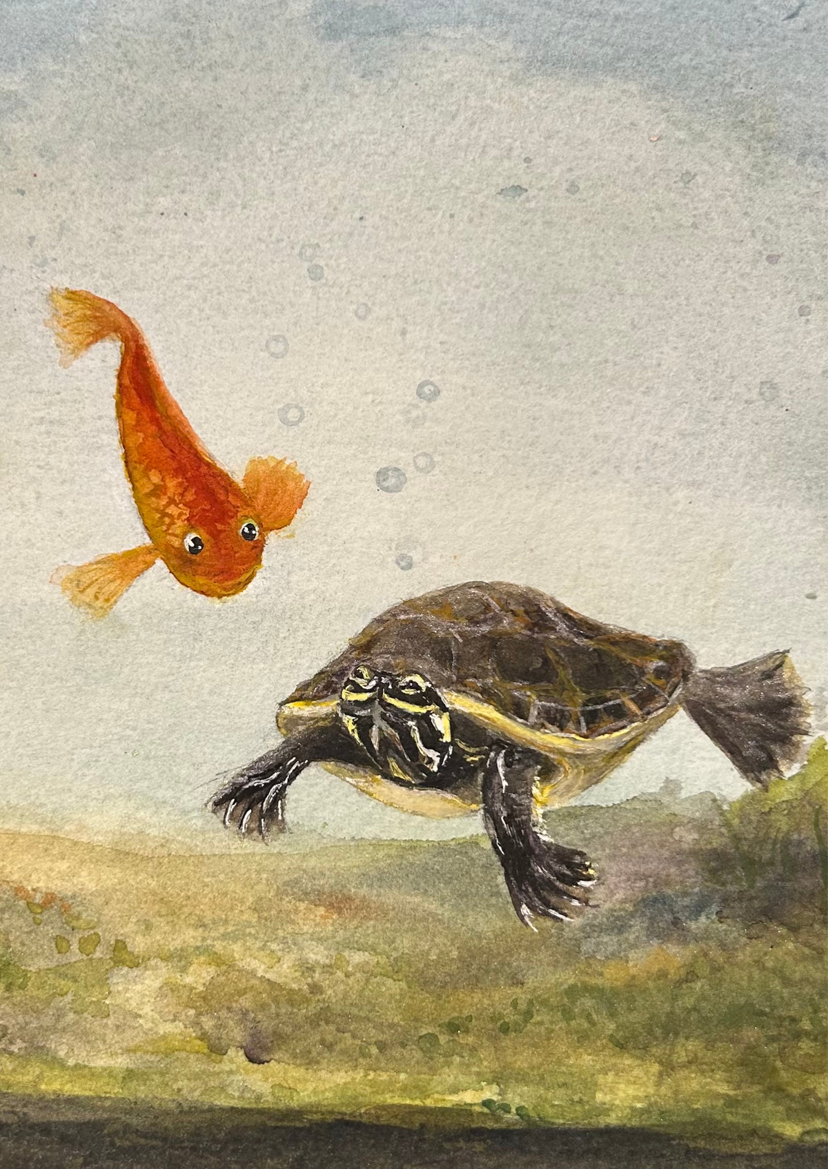 Illustration of a turtle and a goldfish in a natural setting